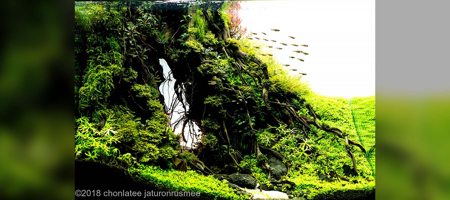 Chonlatee jaturonrusmee | Nature Style