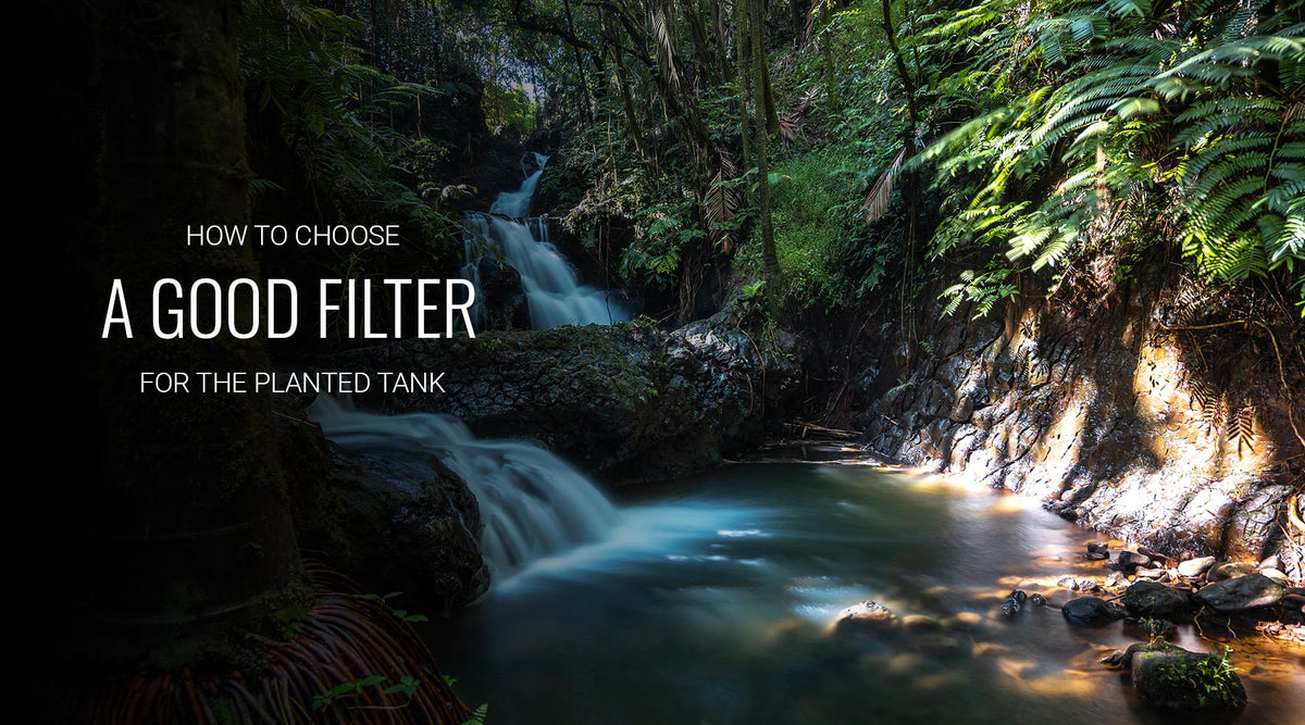 How to choose a good filter for a planted aquarium - The 2Hr Aquarist