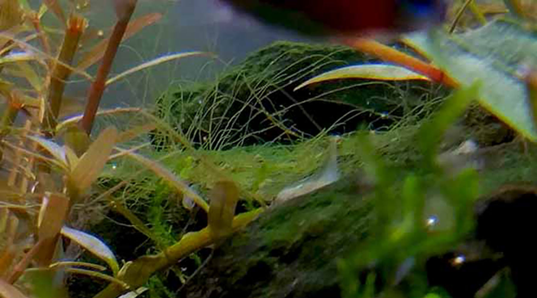 How to get rid of cladophora algae