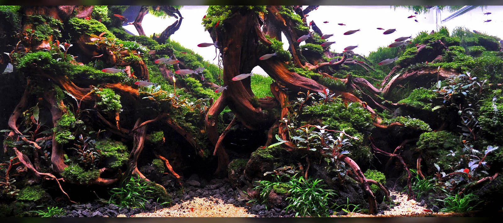 Dennis Wong | Diorama