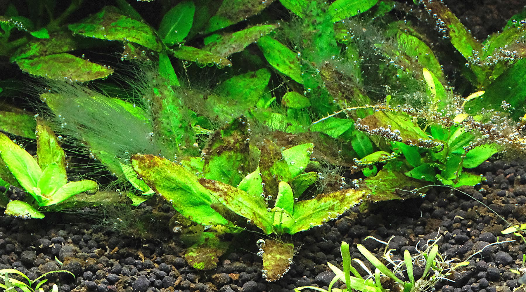 Algae and tank maturity