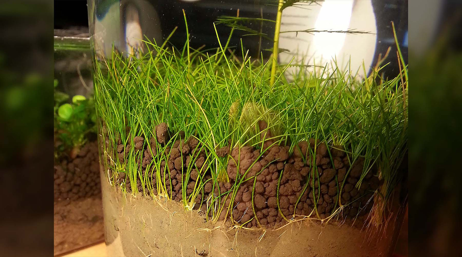 Dwarf Hairgrass Mini Live Aquarium Plants – Seed World