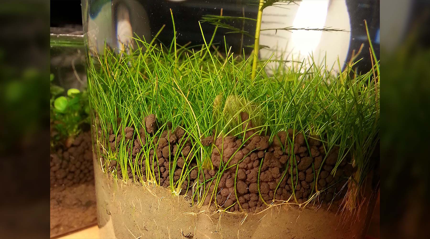 Best carpet plants for planted tank