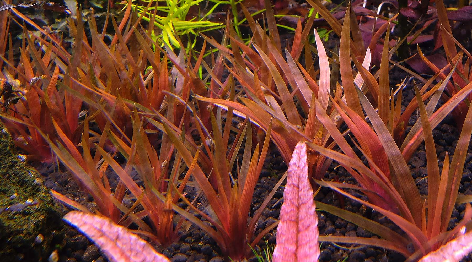 How to grow Eriocaulon quinquangulare
