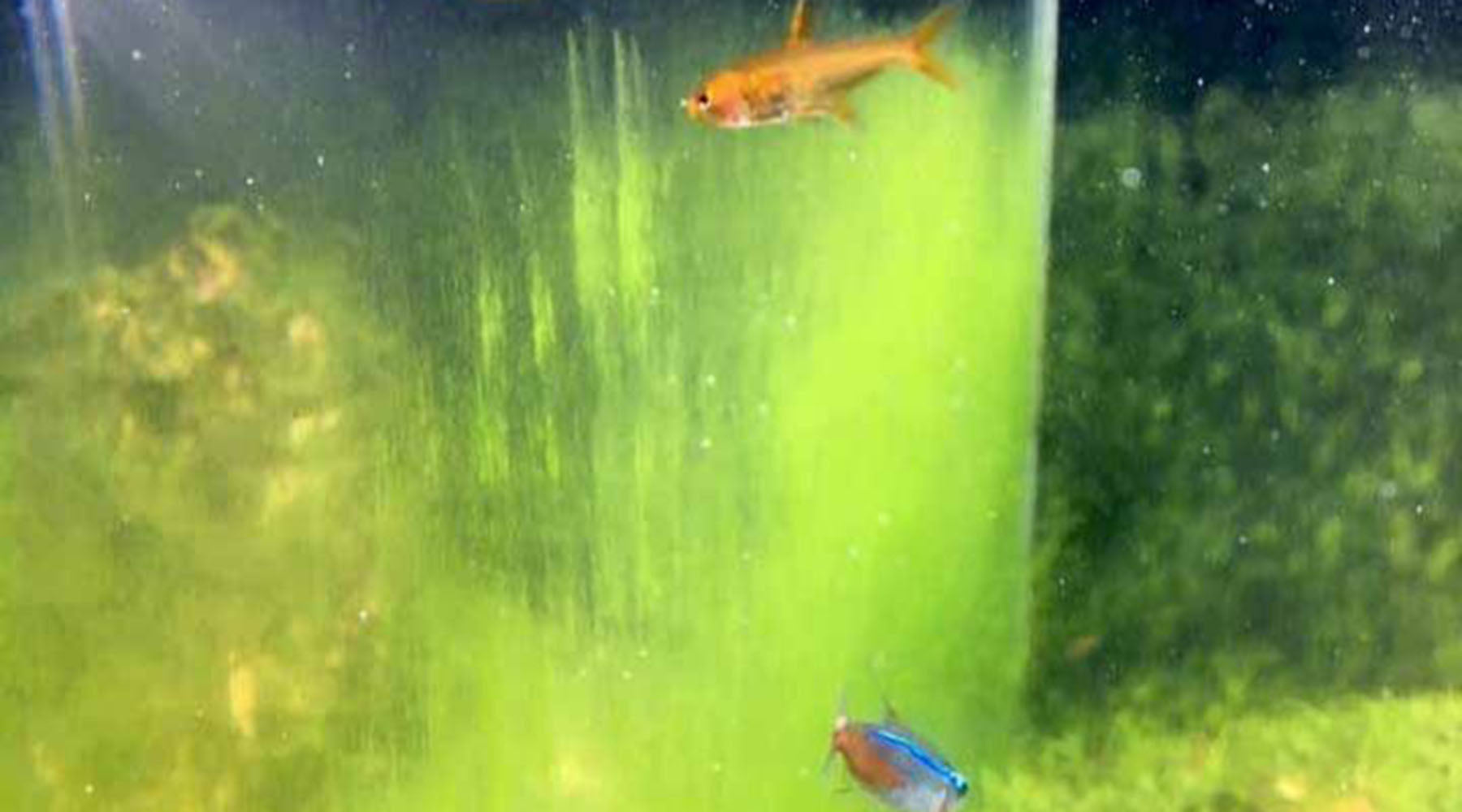 How to get rid of Green dust algae
