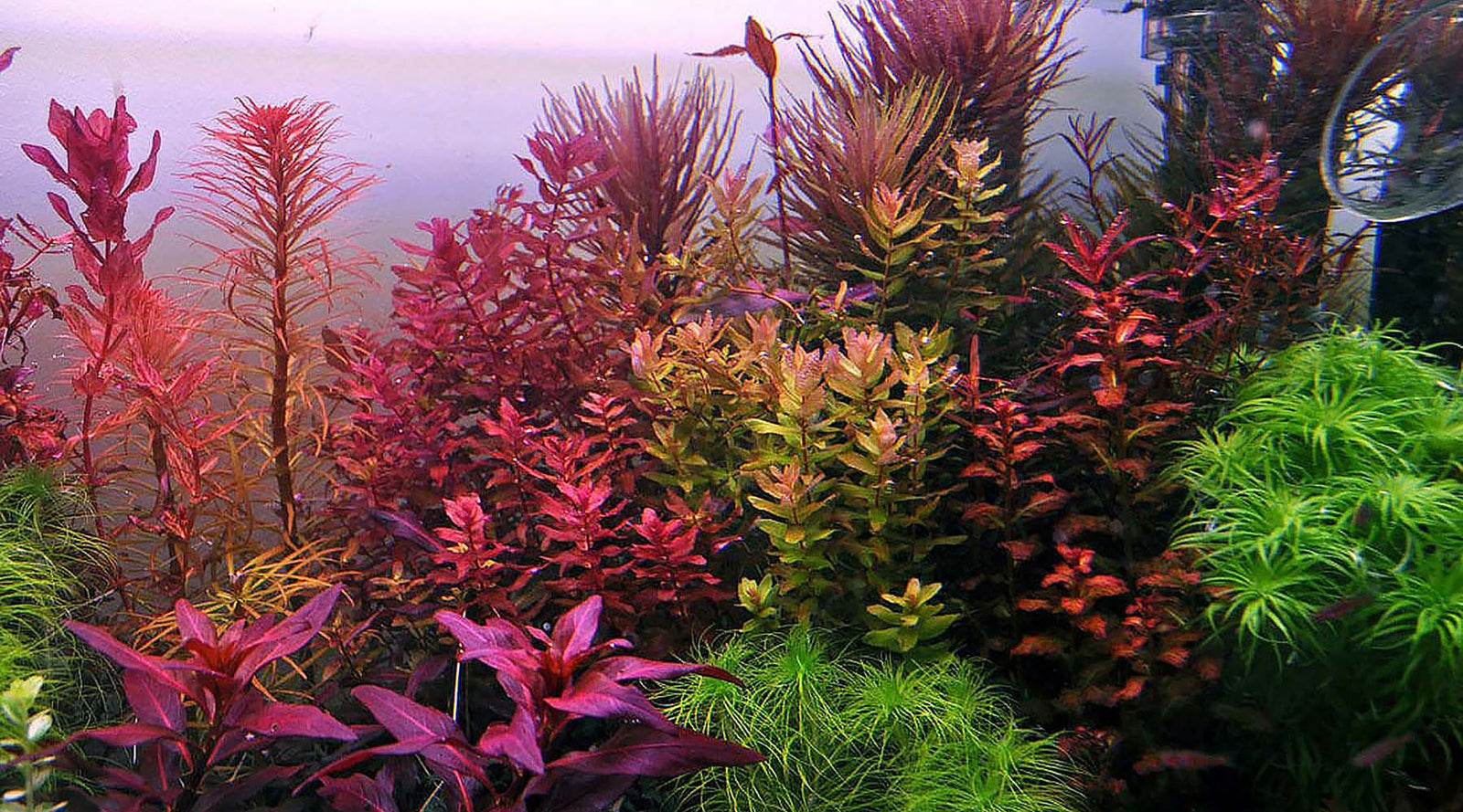 How to grow red plants (Bahasa Indonesia)