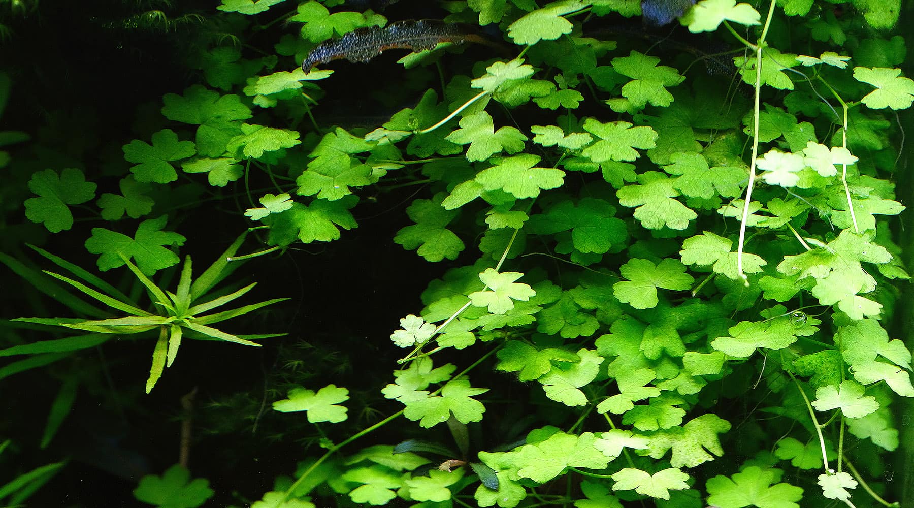 Hydrocotyle tripartita