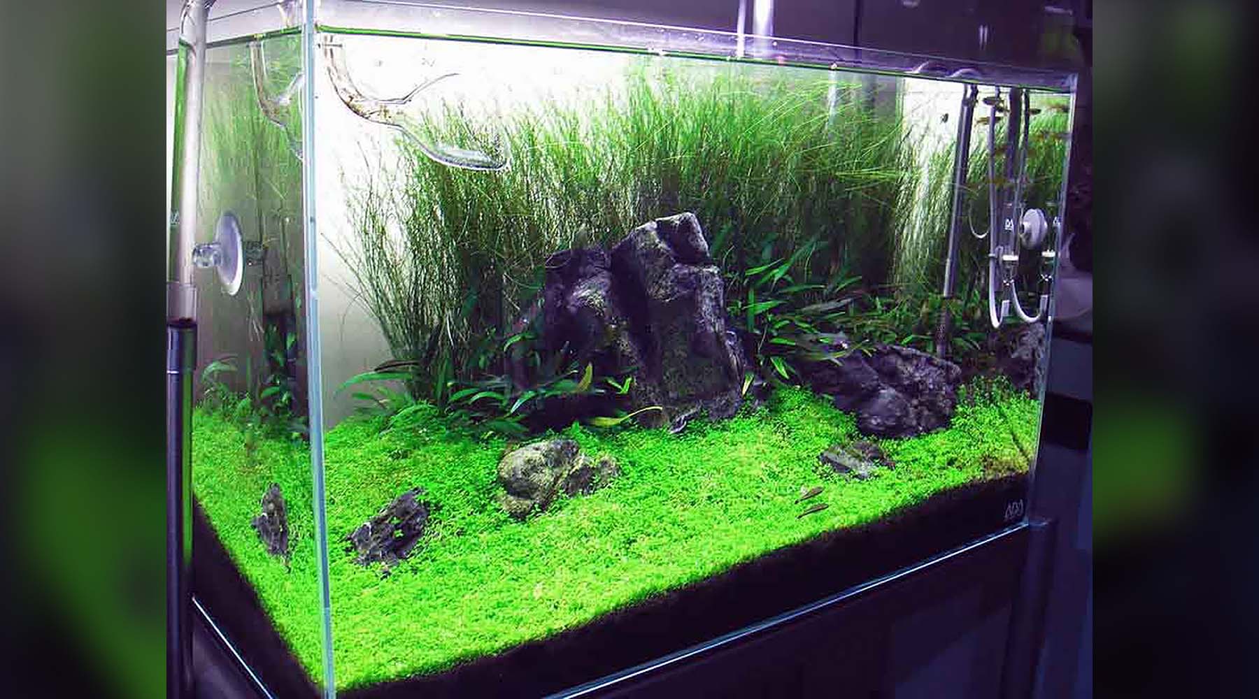 Is CO2 beneficial for low light planted tanks?