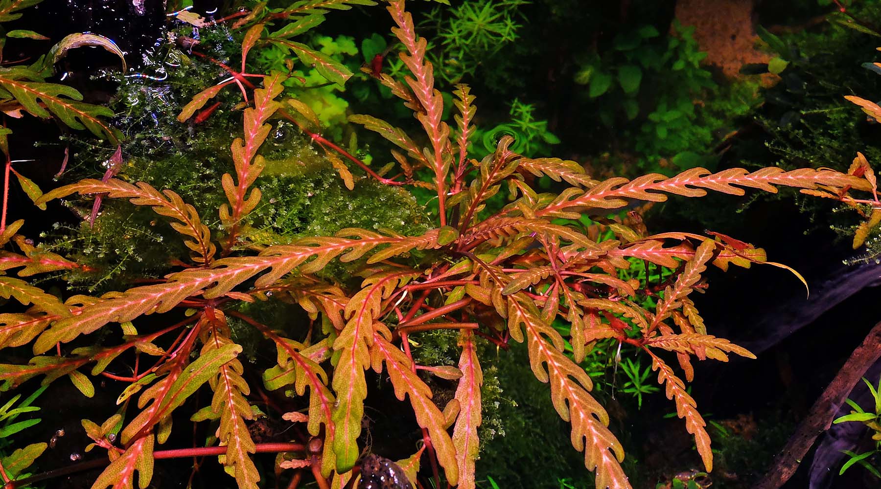 How to grow Hygrophila pinnatifida