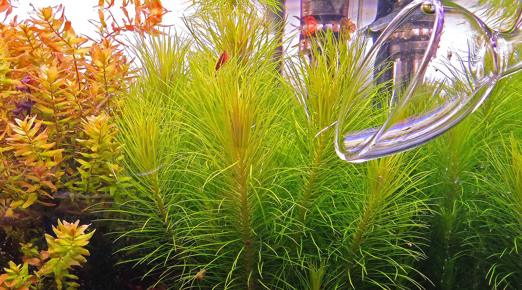 How to grow Pogostemon deccanensis (previously Pogostemon erectus)