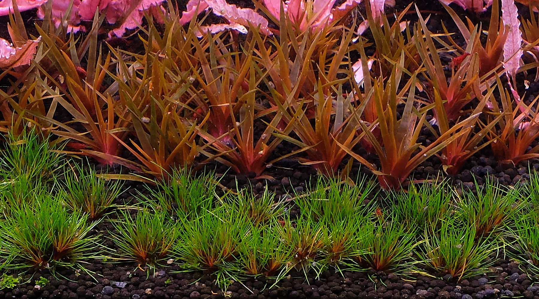 Video: how to propagate  Eriocaulons and "Blood Vomit"