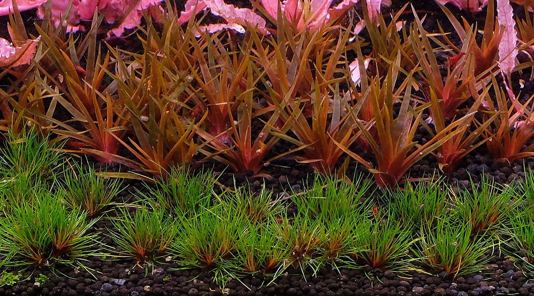 Video: how to grow  Eriocaulons and "Blood Vomit"