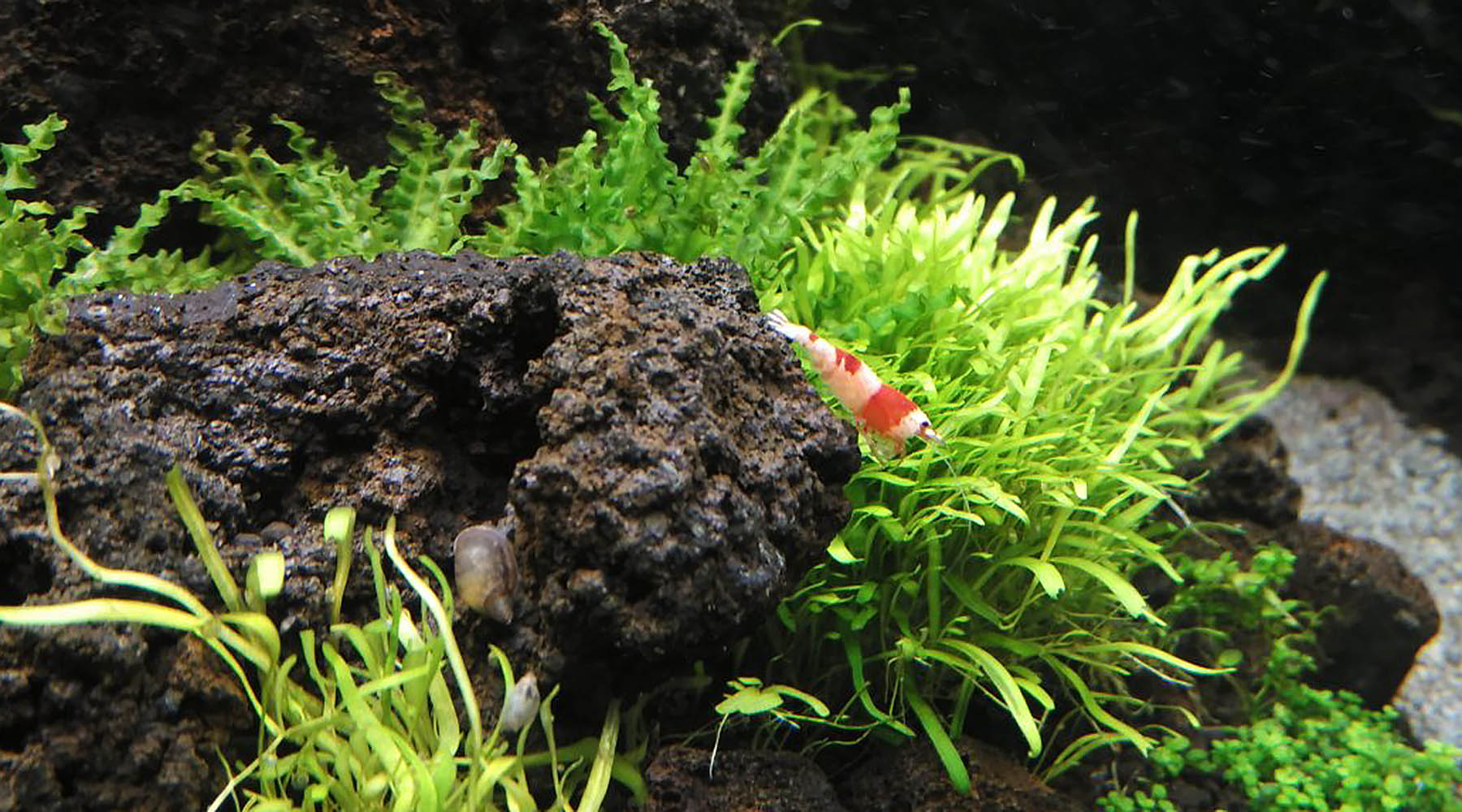 How to introduce livestock into a planted tank