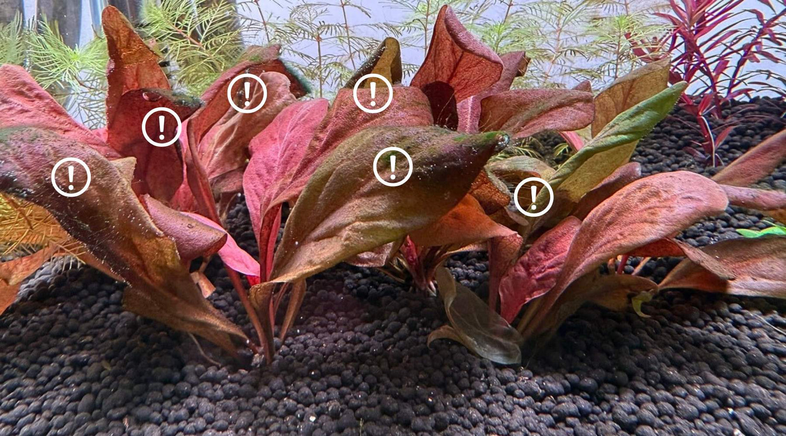 New Tank Journey | Ugly Duckling