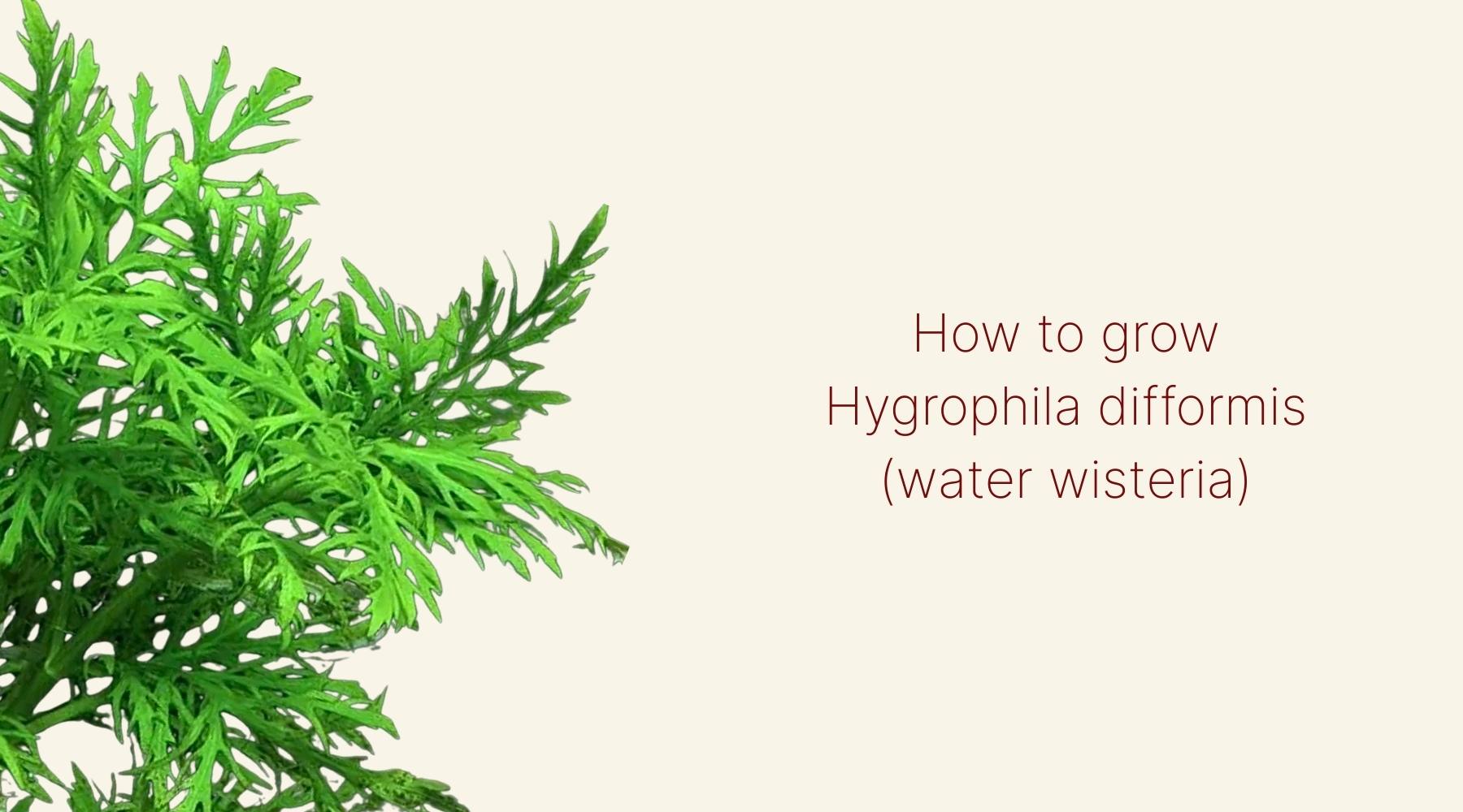 How to grow Hygrophila difformis [Water wisteria]