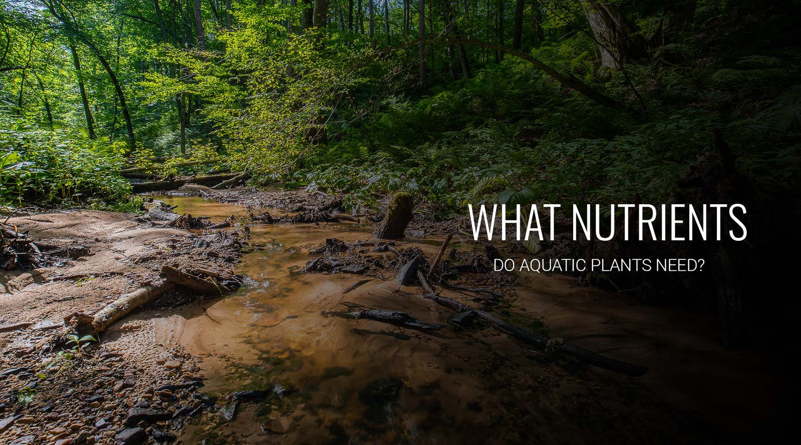 What nutrients do aquatic plants need for growth ?