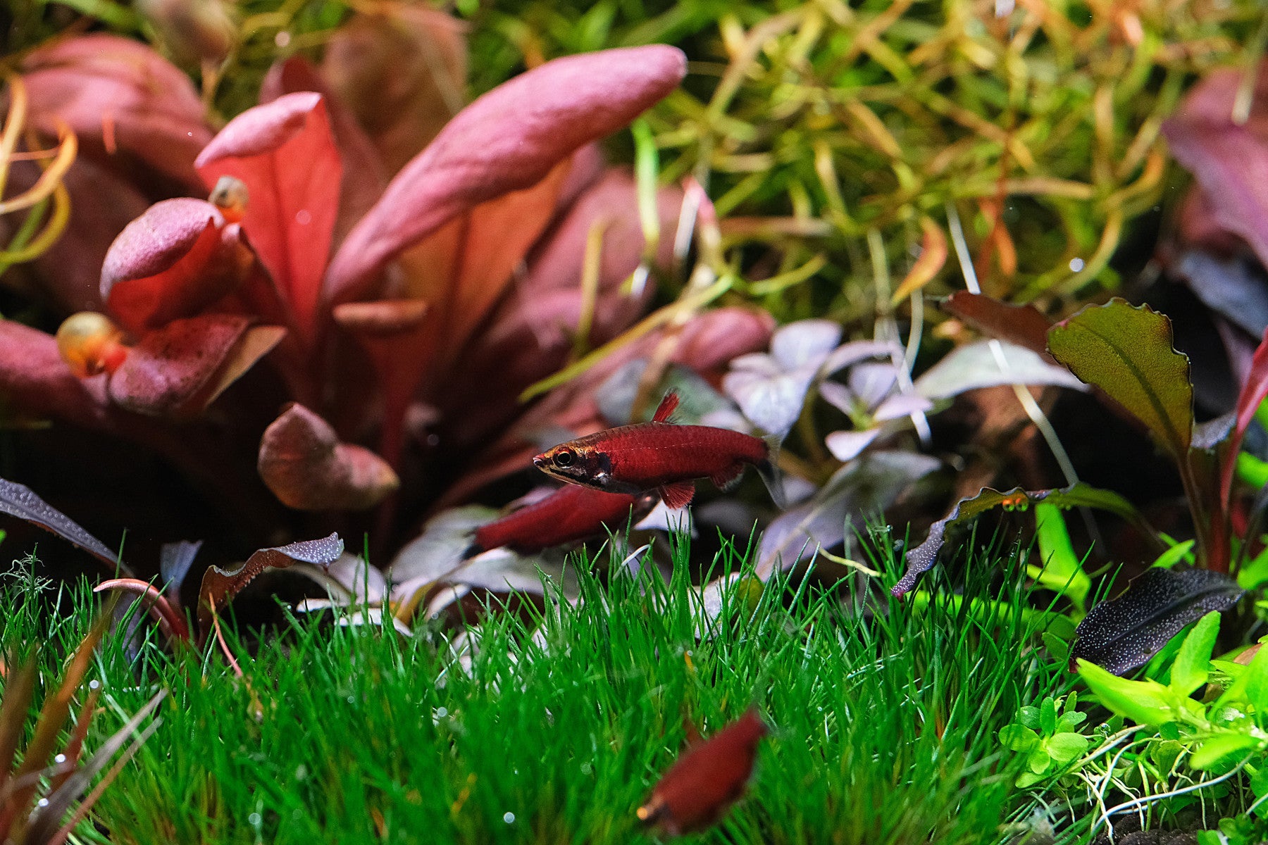Algae Control for Planted Aquariums