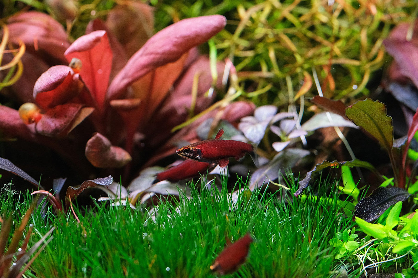 Algae Control for Planted Aquariums
