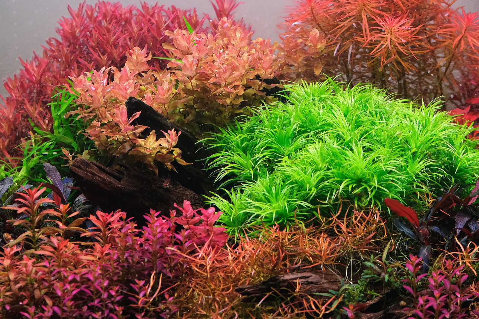Liquid Fertilisers for Planted Aquariums