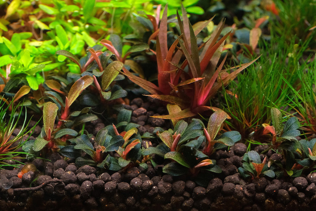 Planted Aquarium Substrate