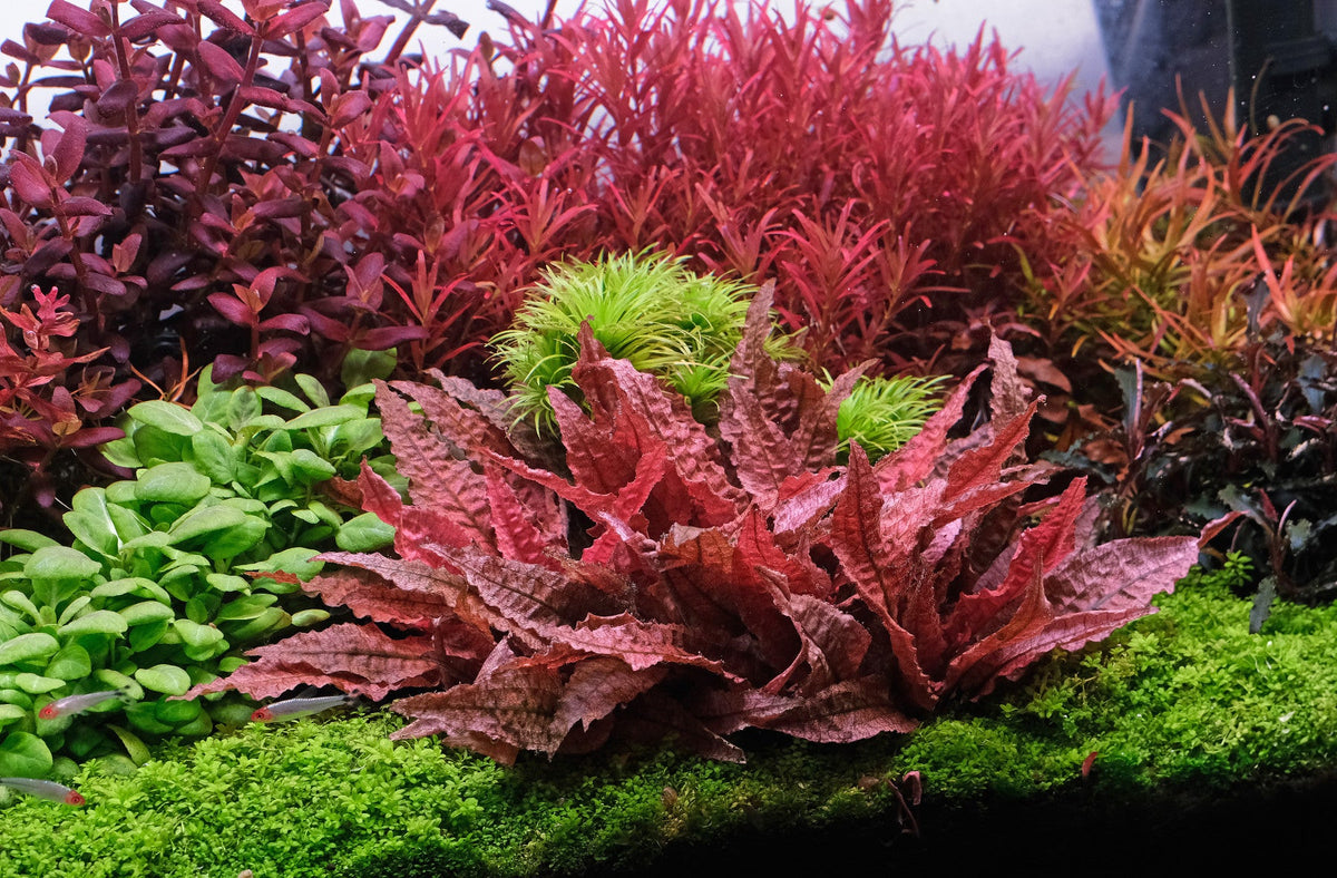 Water Care for Planted Aquariums