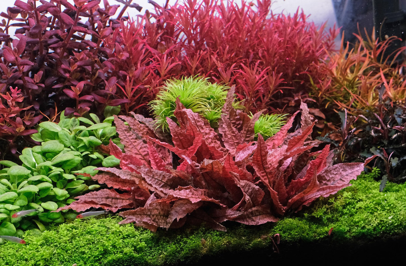 Water Care for Planted Aquariums
