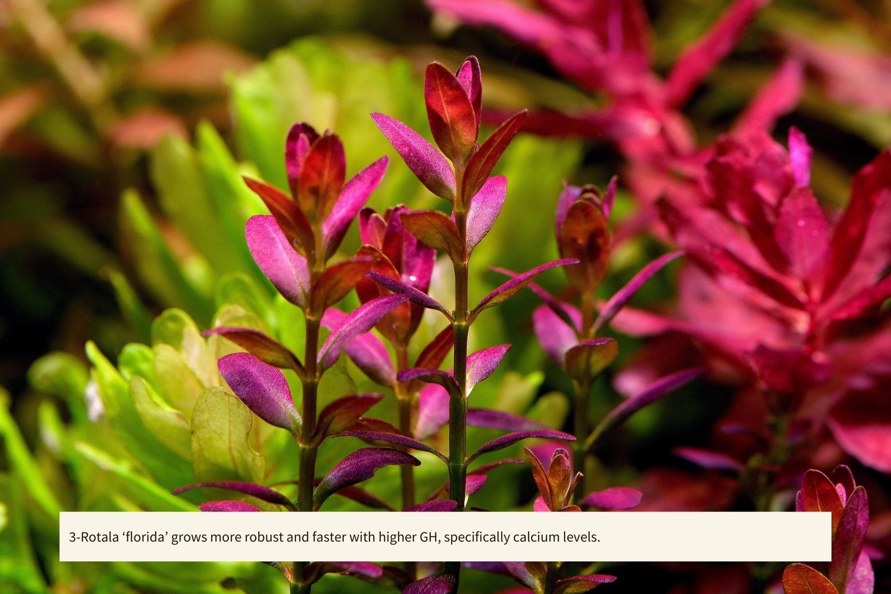 2HR Aquarist APT Sky GH Booster + Shrimp Mineral - 150g Aquarium Water Conditioner