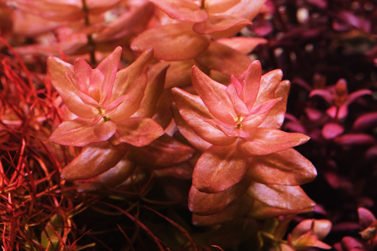 Bacopa Colorata