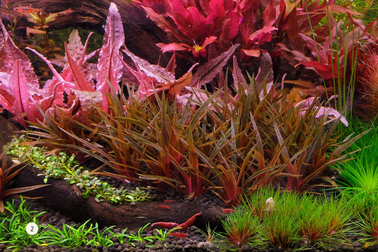 red erio 2hr aquarist apt