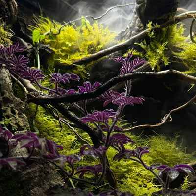 2Hr Aquarist APT Dew