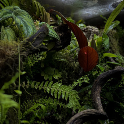 2Hr Aquarist APT Dew