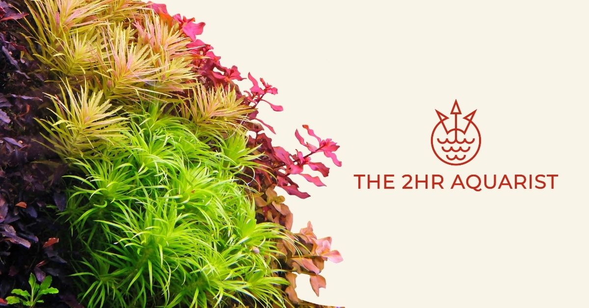 www.2hraquarist.com