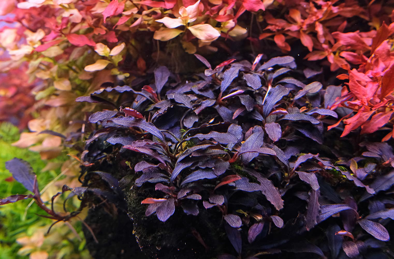 2Hr Aquarist APT Complete - Engrais macro pour plantes gourmandes