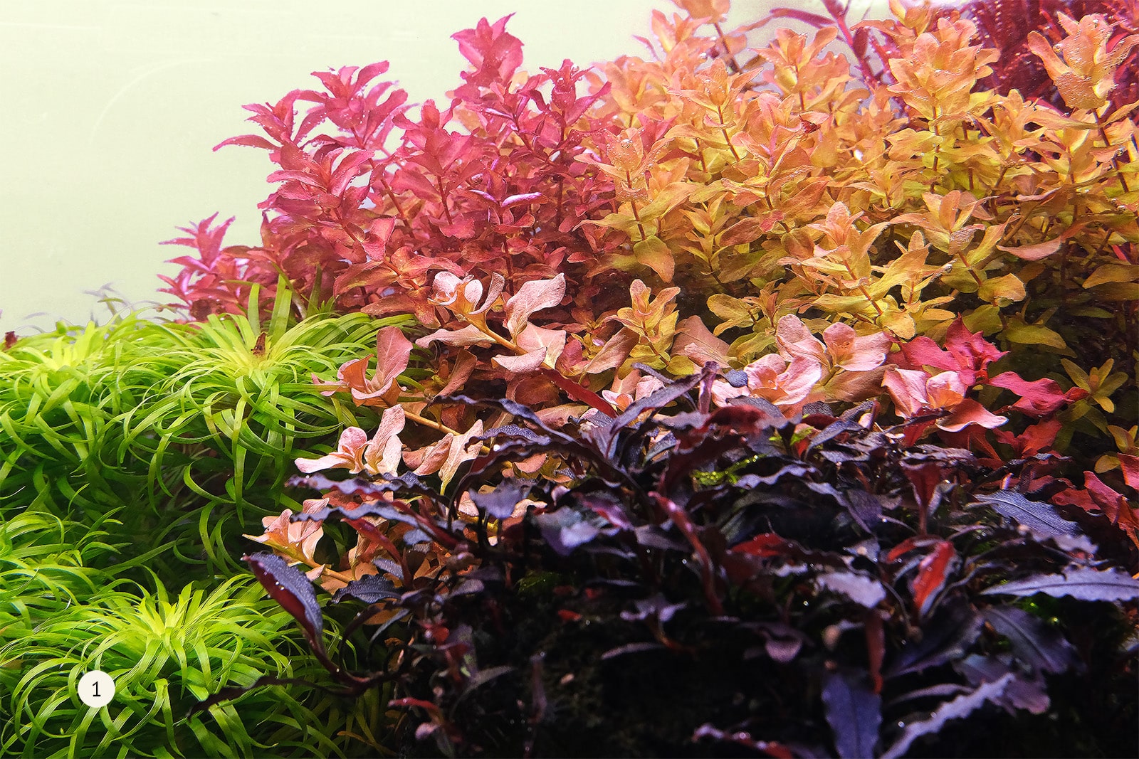 Rotala macrandra 2hr aquarist apt
