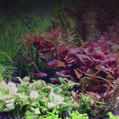 2Hr Aquarist APT Balance