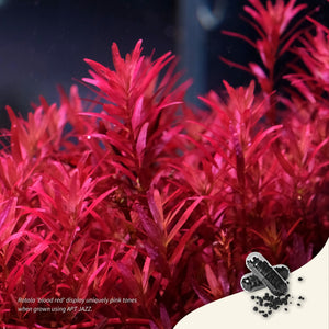 APT Jazz Root Tabs fertilizer helps in uniquely pink tones with Rotala Red