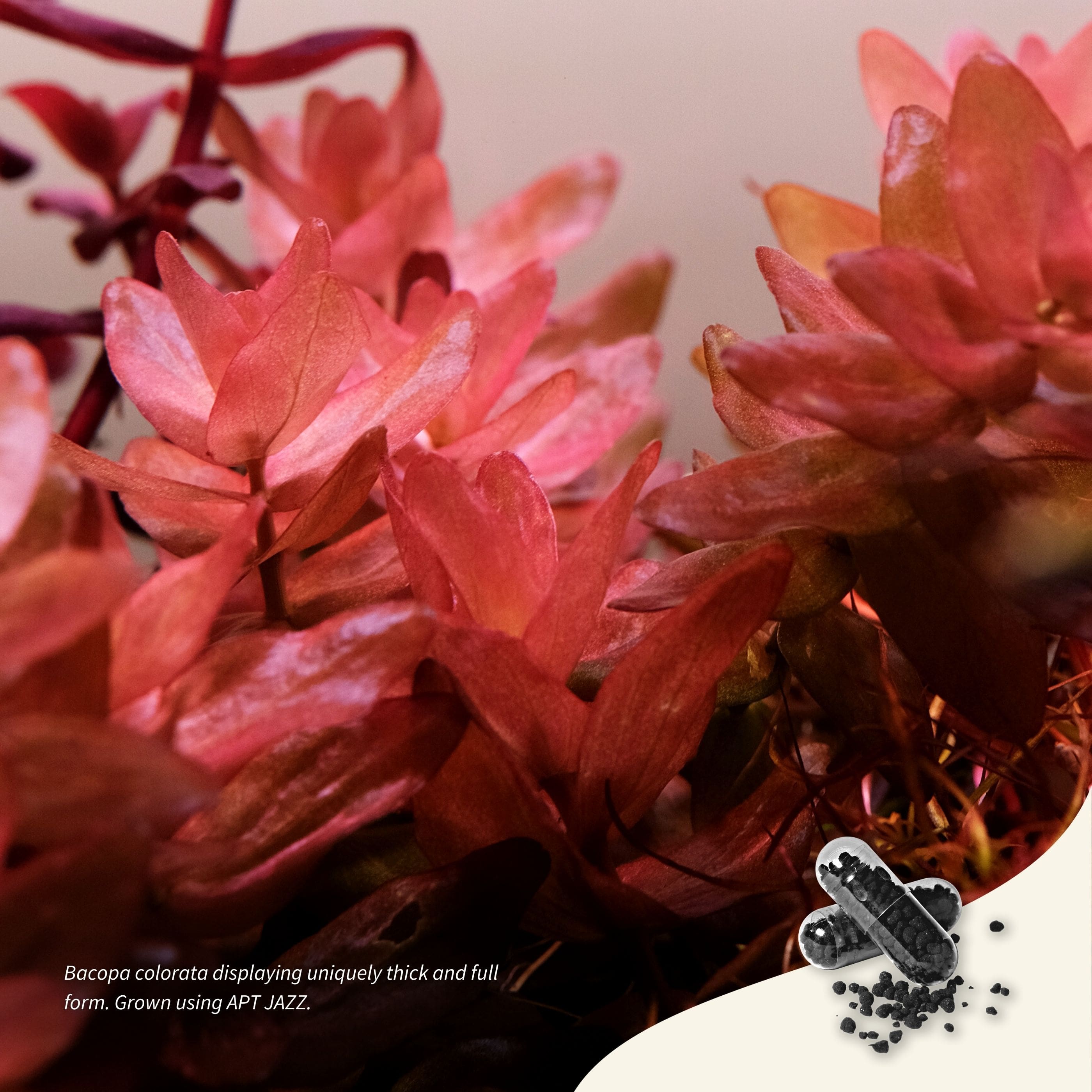 Root Fertilisation for aquarium achieves thicker, fuller growth forms with superior algae control.