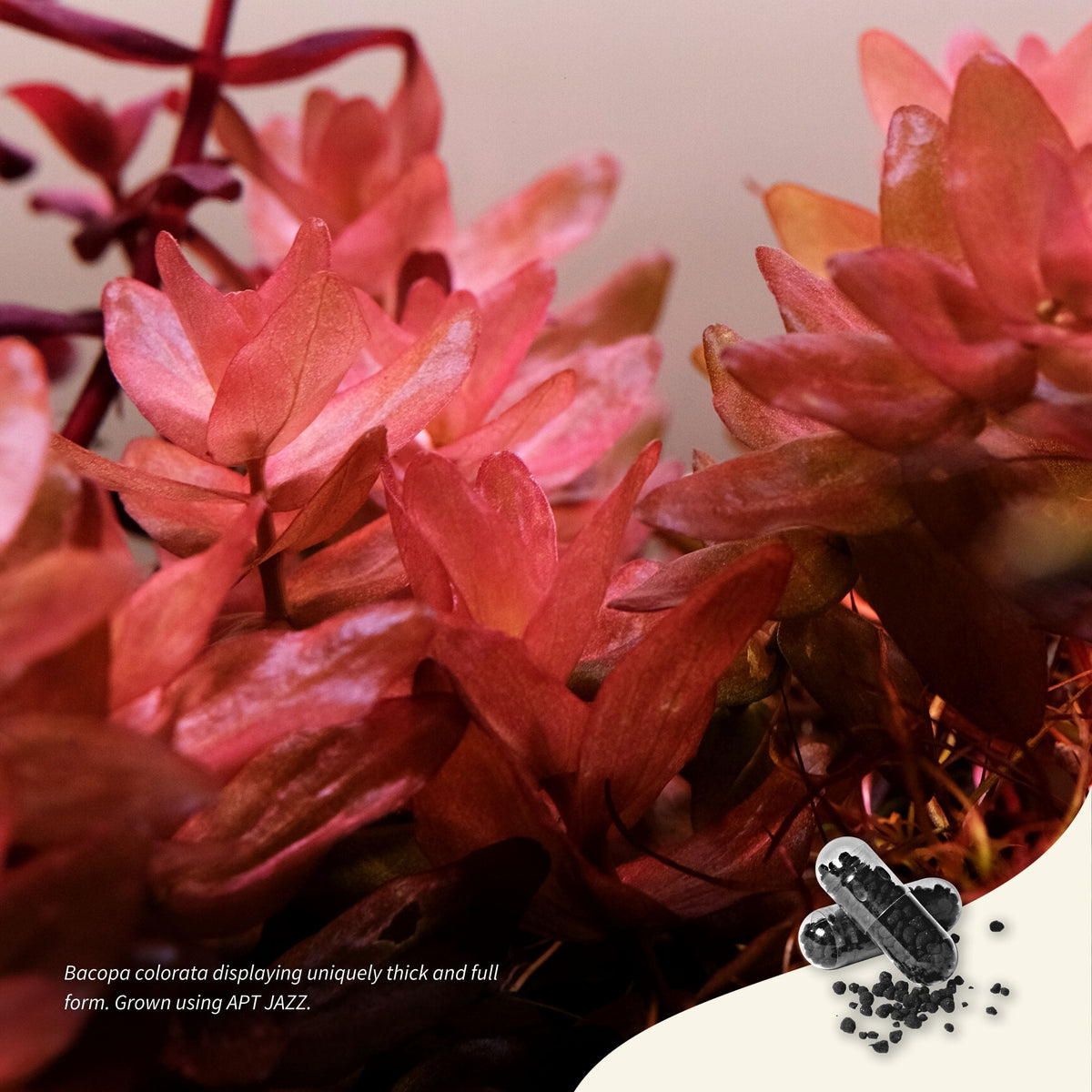 Root Fertilisation for aquarium achieves thicker, fuller growth forms with superior algae control.